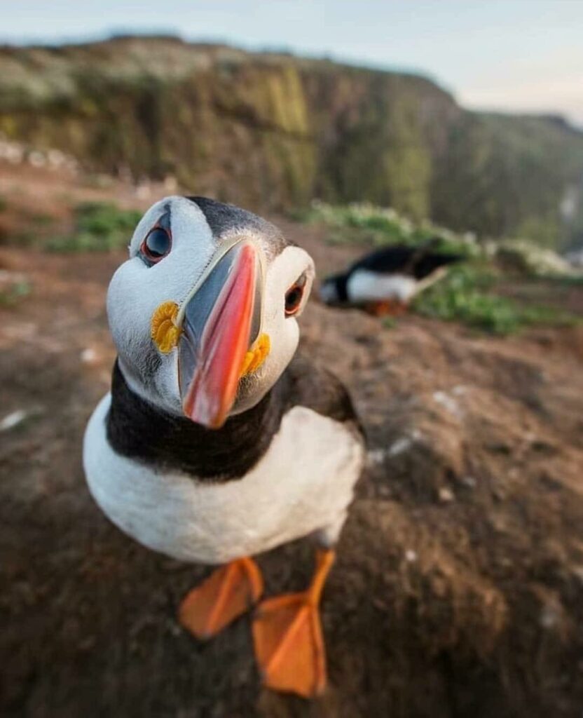 Puffins in Iceland - All You Need to Know About