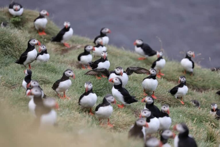 Long live the Puffins in Iceland! Discover how are the colonies doing