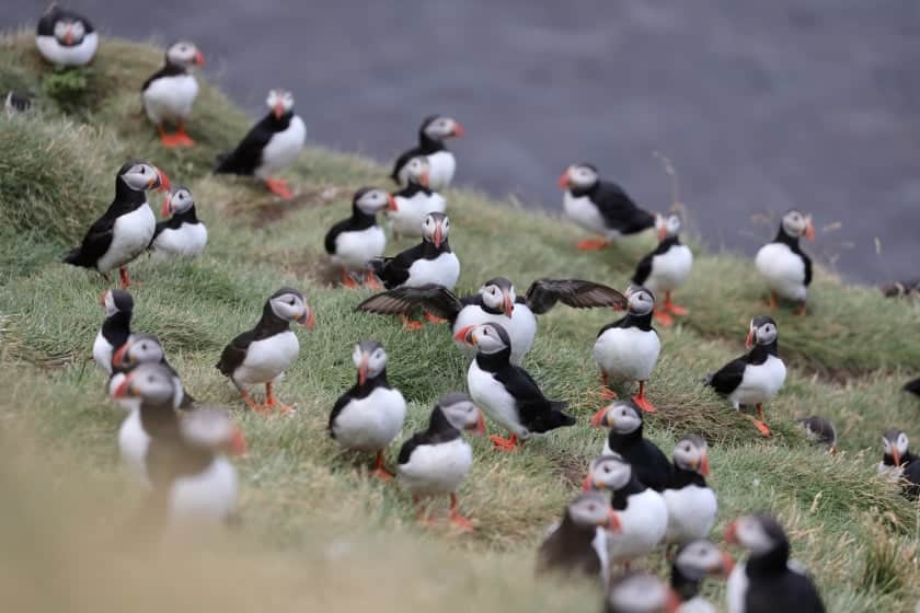 Atlantic Puffin - Fratercula arctica - Birds of the World